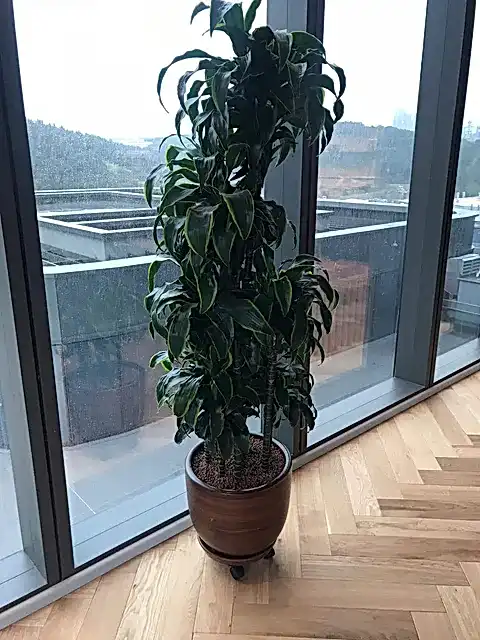 Dracena Dorado