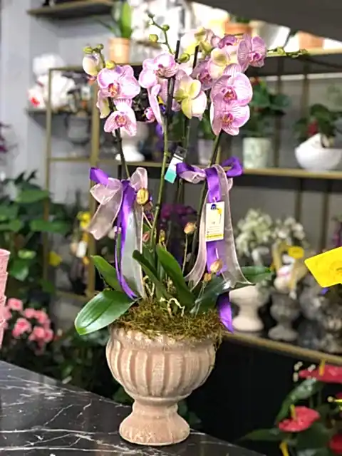 Phalaenopsis Pembe Orkide