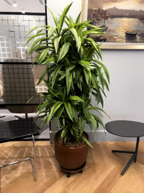 Dracaena Warneckii