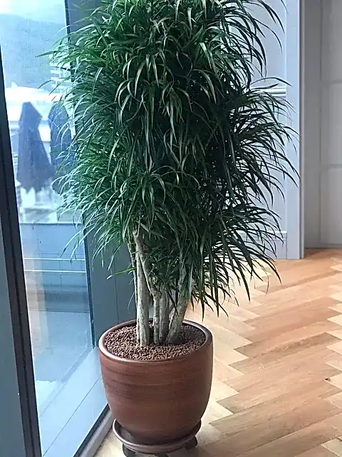 Dracena Anita