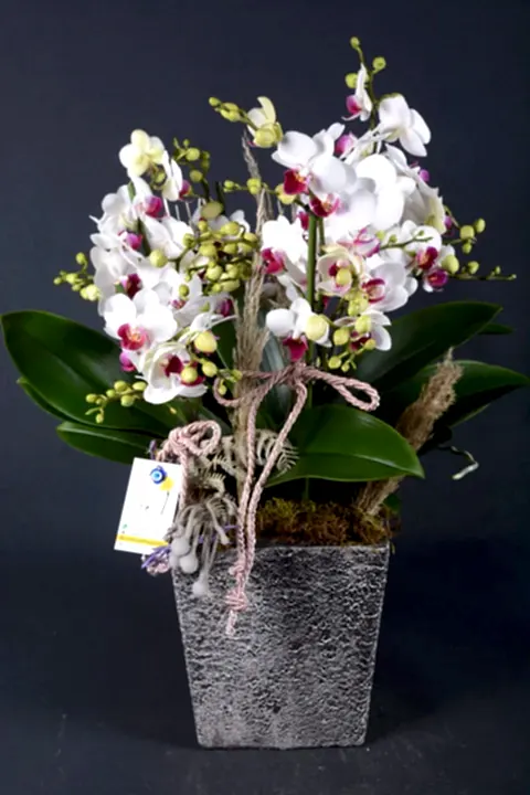 White Belissimo Orchid