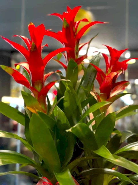 3lü Guzmania Bitki