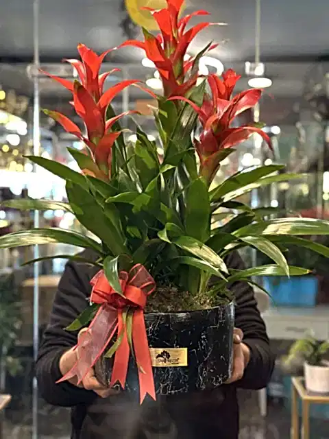 3lü Guzmania Bitki