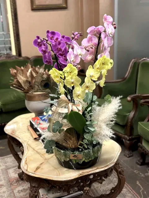 Luxury Orkide (Orchids)