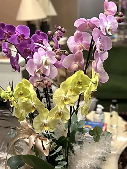 Luxury Orkide (Orchids)