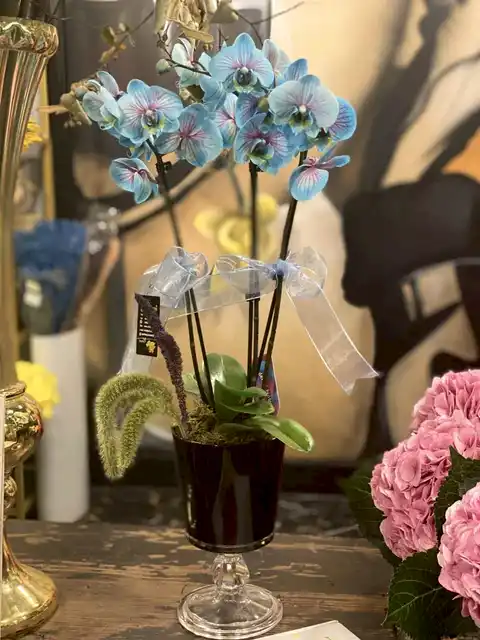 Blue Wonder Orchids