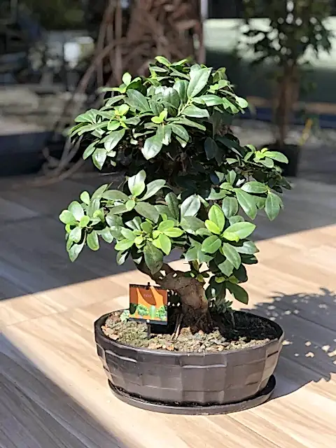 Bonzai Bonsai S Gövde Ginseng 60 Cm Ev Bitkisi Ofis Bitkisi Salon Bitkisi