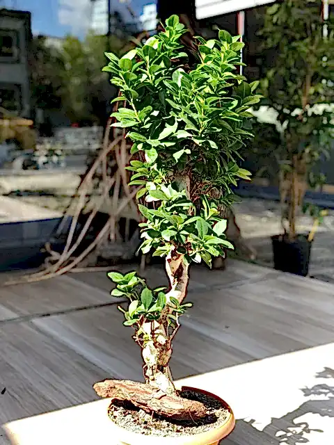 Bonsai S Gövde Ginseng 90 -100 cm