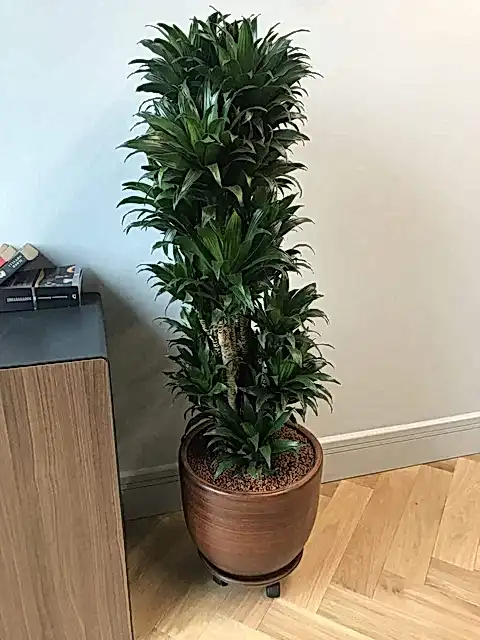 Dracena Compacta