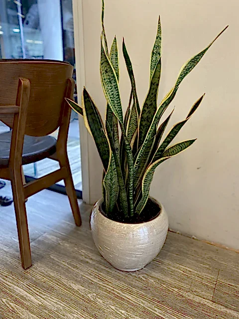 Paşa Kılıcı Peygamber Çiçeği - Sansevieria - Kılıç Çiçeği (95 Cm)