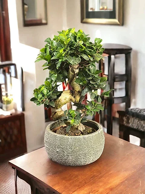 S Gövdeli Ginseng Bonsai Beton Saksıda