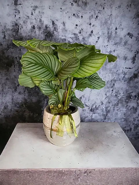 Calathea Orbifolia Dua Çiçeği