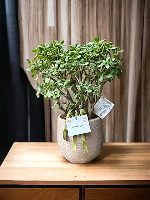 Crassula Ovata XL özel saksıda